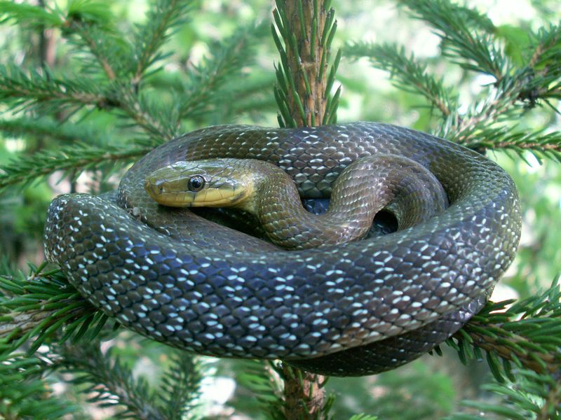 colubro d''esculapio